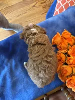 Zeus, a male Maltipoo for sale in Seneca, KS – Photo 10 of 10