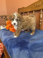 Zeus, a male Maltipoo for sale in Seneca, KS – Photo 8 of 10