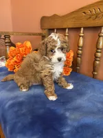 Zeus, a male Maltipoo for sale in Seneca, KS – Photo 4 of 10