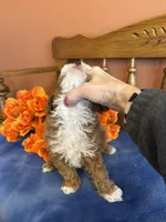 Zeus, a male Maltipoo for sale in Seneca, KS – Photo 3 of 10