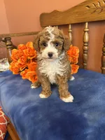 Zeus, a male Maltipoo for sale in Seneca, KS – Photo 2 of 10