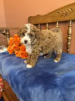 Zeus, a male Maltipoo for sale in Seneca, KS – Photo 1 of 10