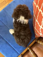 Ruby, a female Miniature Aussiedoodle for sale in Seneca, KS – 10 of 10