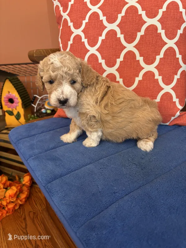 Lucy – Miniature Goldendoodle puppy for sale in Seneca, KS