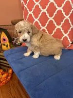 Lucy, a female Miniature Goldendoodle for sale in Seneca, KS – 1 of 9