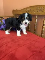 Sammy, a male Miniature Aussiedoodle for sale in Seneca, KS – 10 of 10