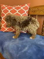 Buddy, a male Miniature Aussiedoodle for sale in Seneca, KS – 2 of 8