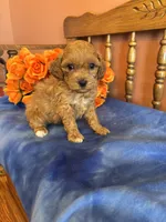 processed/0d949a9f-a6e0-4ffc-90a0-e3a2cc8fbb65/listing/d61b6dec-02d0-45a2-9910-460a950ffa1f/ef6dd5d1-c690-4fe2-bb33-5f041b0085d4