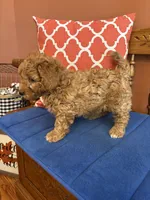 Ava, a female Miniature Goldendoodle for sale in Seneca, KS – 3 of 10