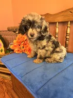 Annabelle, a female Miniature Aussiedoodle for sale in Seneca, KS – 2 of 8