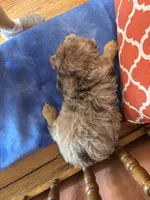 Tori, a female Miniature Aussiedoodle for sale in Seneca, KS – 10 of 10
