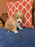 Lucy, a female Miniature Goldendoodle for sale in Seneca, KS – 3 of 9
