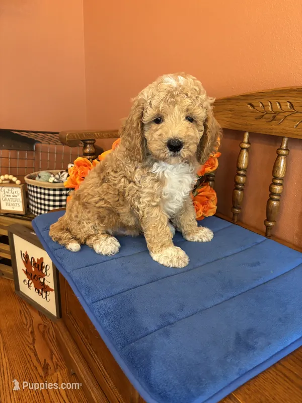 Wally – Miniature Goldendoodle puppy for sale in Seneca, KS