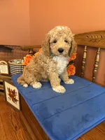 Wally, a male Miniature Goldendoodle for sale in Seneca, KS – 1 of 9