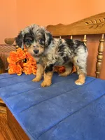 Darla, a female Miniature Aussiedoodle for sale in Seneca, KS – 6 of 9