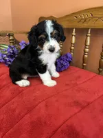 Sammy, a male Miniature Aussiedoodle for sale in Seneca, KS – 4 of 10