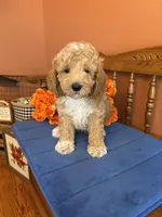 Wally, a male Miniature Goldendoodle for sale in Seneca, KS – 5 of 9