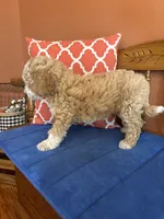 Lucy, a female Miniature Goldendoodle for sale in Seneca, KS – 8 of 10