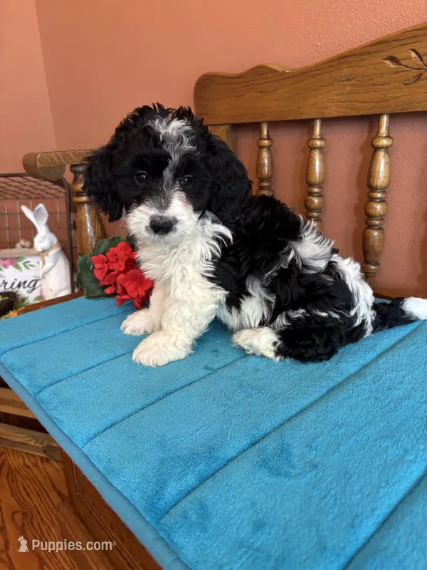 Ava – Miniature Bernedoodle puppy for sale in Seneca, KS
