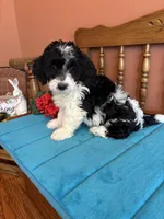 Ava, a female Miniature Bernedoodle for sale in Seneca, KS – Photo 1 of 8