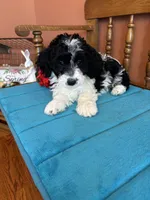 Ava, a female Miniature Bernedoodle for sale in Seneca, KS – Photo 2 of 8