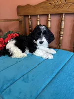 Ava, a female Miniature Bernedoodle for sale in Seneca, KS – Photo 3 of 8