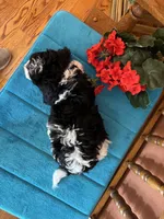 Ava, a female Miniature Bernedoodle for sale in Seneca, KS – Photo 7 of 8