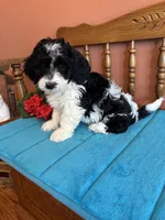 Ava, a female Miniature Bernedoodle for sale in Seneca, KS – Photo 8 of 8