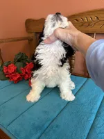 Ava, a female Miniature Bernedoodle for sale in Seneca, KS – Photo 5 of 8