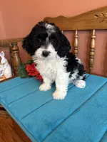 Ava, a female Miniature Bernedoodle for sale in Seneca, KS – Photo 4 of 8