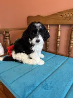 Ava, a female Miniature Bernedoodle for sale in Seneca, KS – Photo 6 of 8