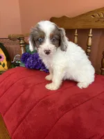 Maverick, a male Miniature Aussiedoodle for sale in Seneca, KS – 1 of 10