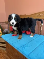 Mia, a female Miniature Bernedoodle for sale in Seneca, KS – 5 of 10