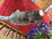Winston, a male Miniature Bernedoodle for sale in Seneca, KS – 8 of 10