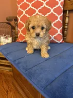 Bo, a male Shihpoo for sale in Seneca, KS – Photo 2 of 10