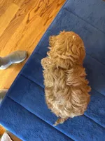 Bo, a male Shihpoo for sale in Seneca, KS – Photo 9 of 10