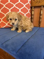 Bo, a male Shihpoo for sale in Seneca, KS – Photo 7 of 10