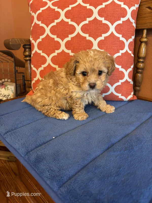 Bo, a male Shihpoo for sale in Seneca, KS – Photo 1 of 10