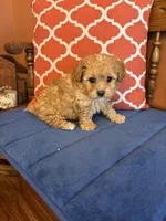 Bo, a male Shihpoo for sale in Seneca, KS – Photo 1 of 10