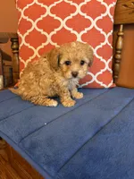 Bo, a male Shihpoo for sale in Seneca, KS – Photo 5 of 10