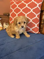 Bo, a male Shihpoo for sale in Seneca, KS – Photo 4 of 10