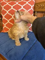 Bo, a male Shihpoo for sale in Seneca, KS – Photo 6 of 10