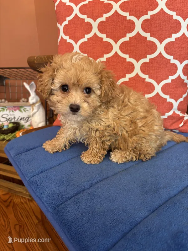 Bo – Shihpoo puppy for sale in Seneca, KS