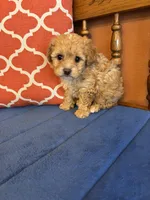 Bo, a male Shihpoo for sale in Seneca, KS – Photo 3 of 10