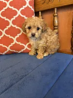 Bo, a male Shihpoo for sale in Seneca, KS – Photo 8 of 10