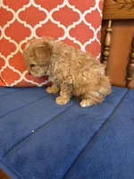 Bo, a male Shihpoo for sale in Seneca, KS – Photo 10 of 10