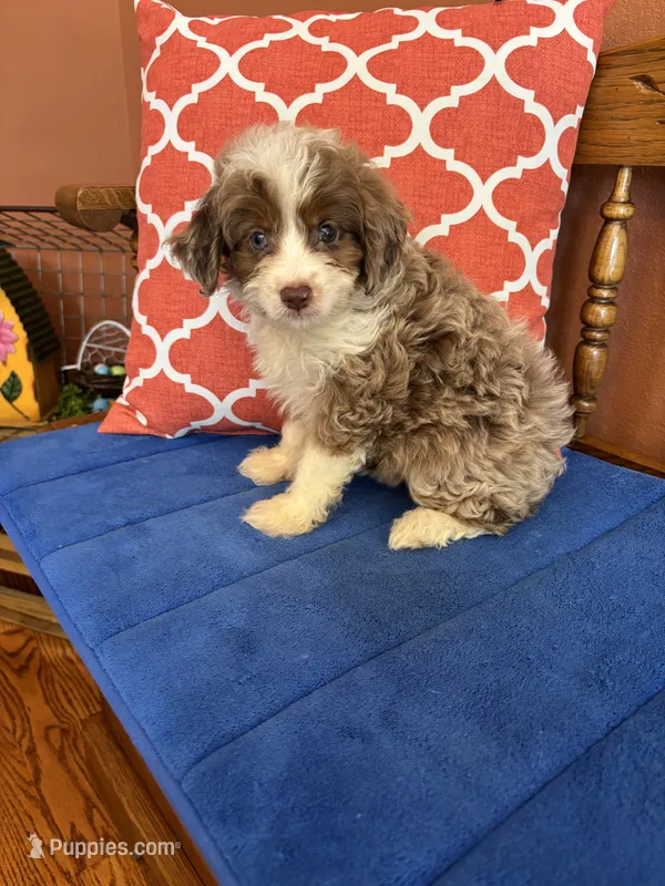 Cocoa – Miniature Aussiedoodle puppy for sale in Seneca, KS