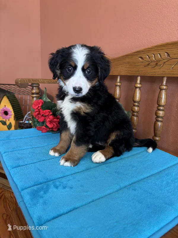 Mia – Miniature Bernedoodle puppy for sale in Seneca, KS