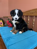 Mia, a female Miniature Bernedoodle for sale in Seneca, KS – 1 of 10