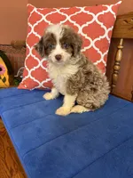 Cocoa, a female Miniature Aussiedoodle for sale in Seneca, KS – 3 of 10